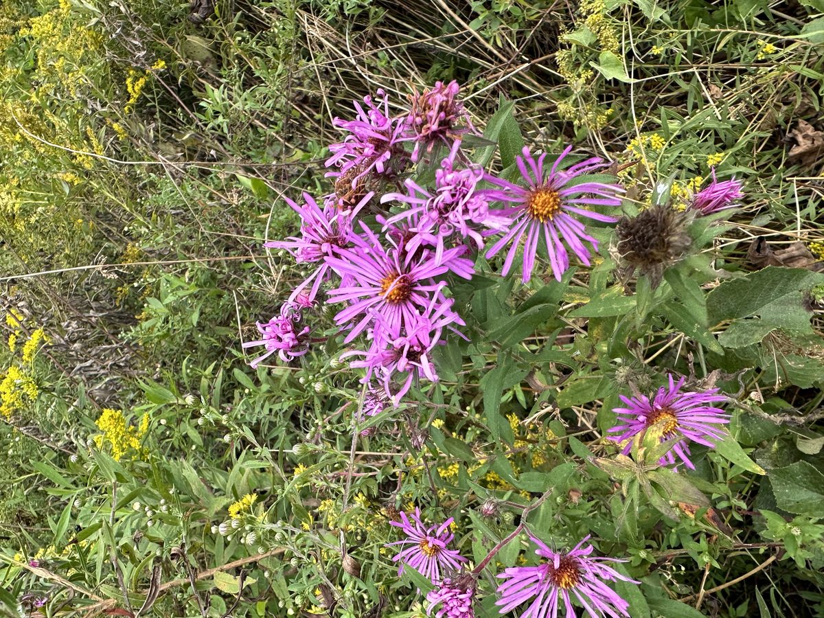 New England asters in autumn bloom
