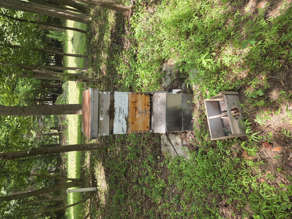 Beehive in the forest at Meetwe Farms