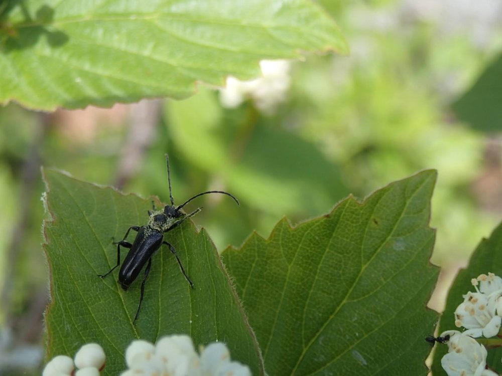 Longhorn beetle on viburnum — biodiversity on the farm