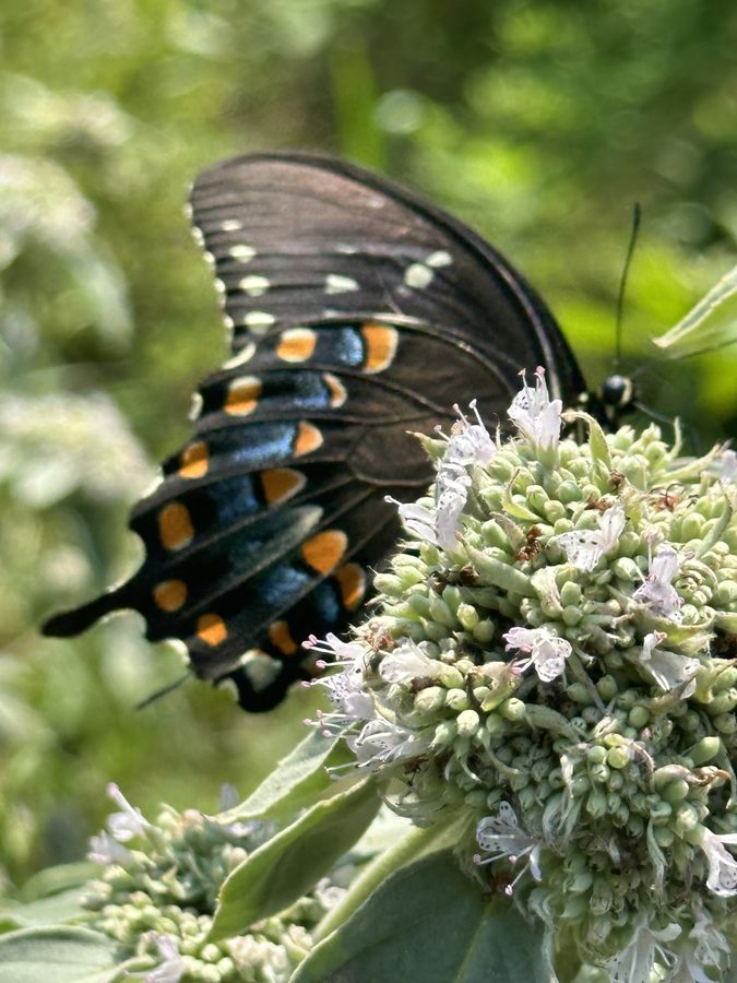 Swallowtail butterfly on mountain mint