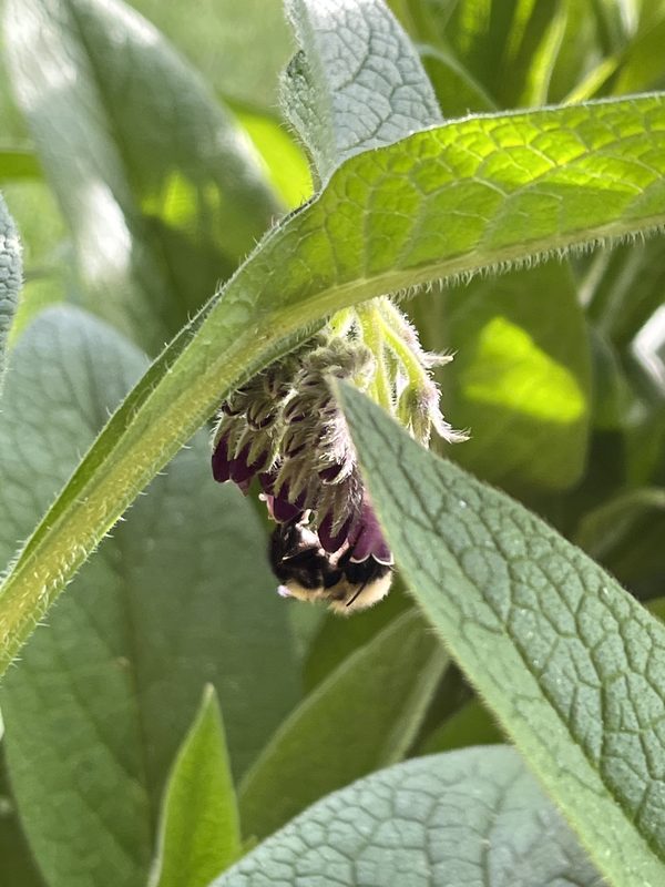 Bumblebee visiting comfrey blossoms