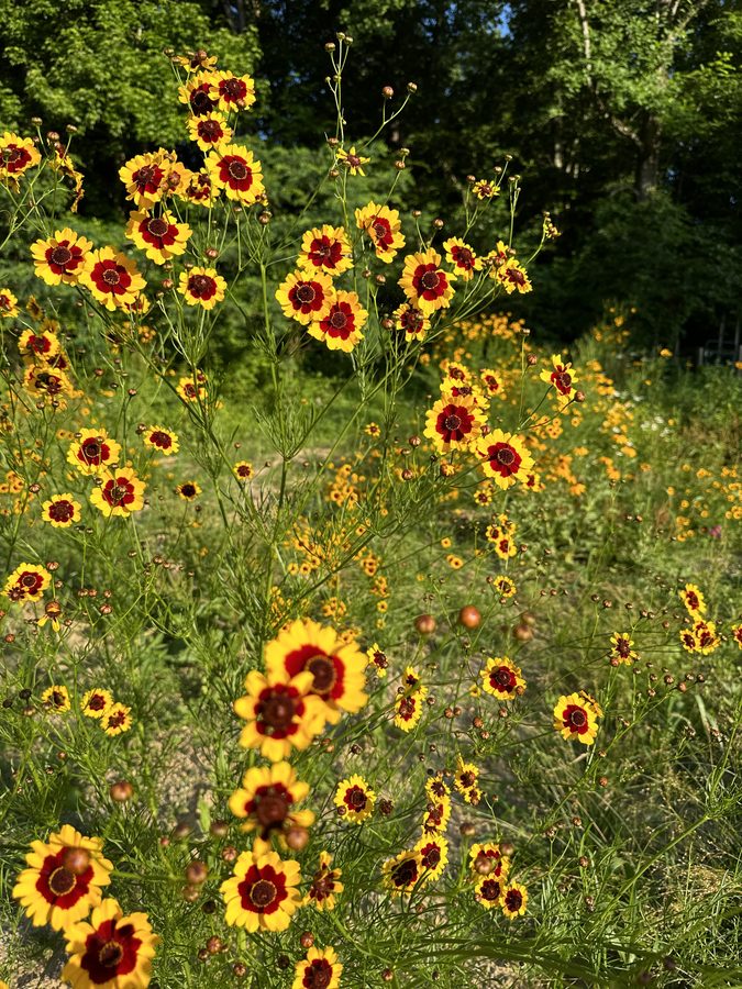 Coreopsis wildflowers blooming on the farm