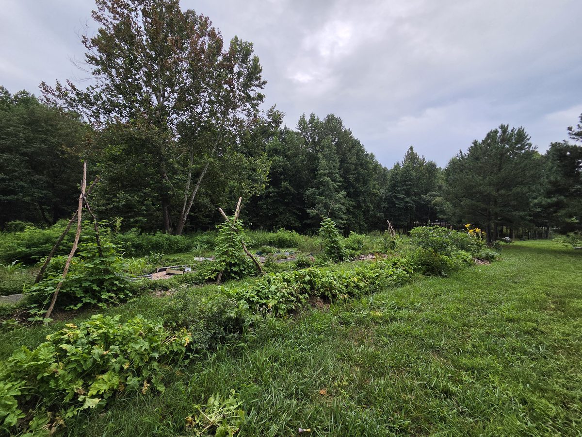 The herb garden in full summer growth with trellises