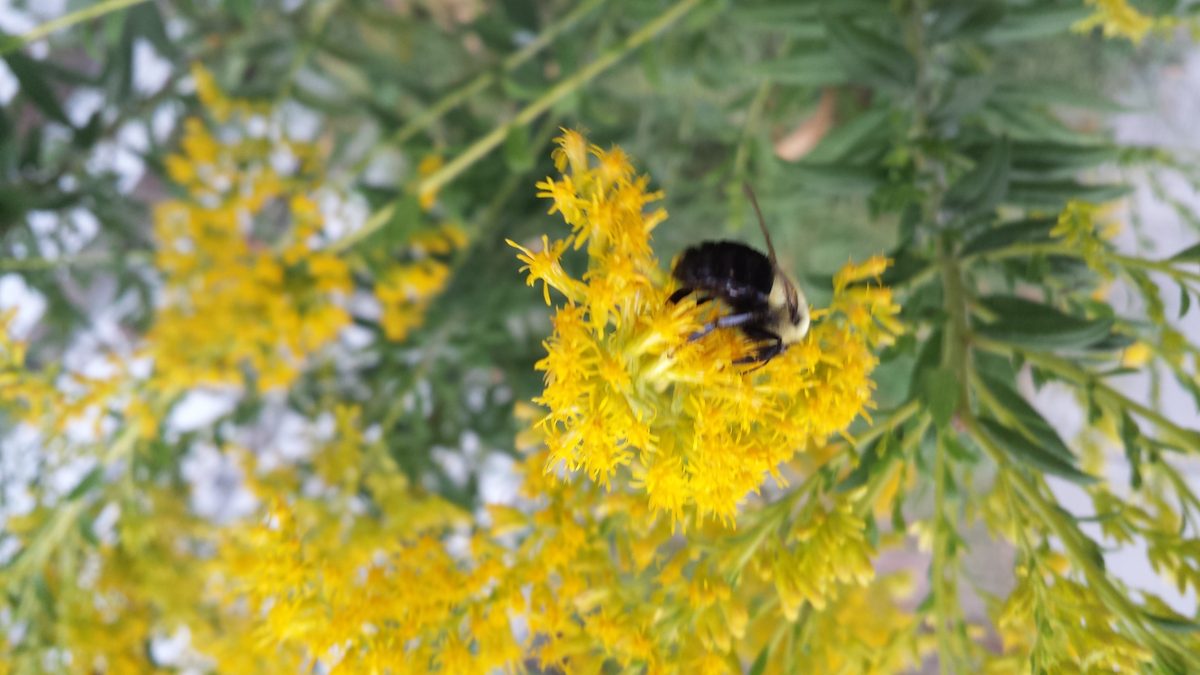 Goldenrod with bumblebee — a vital fall pollinator plant