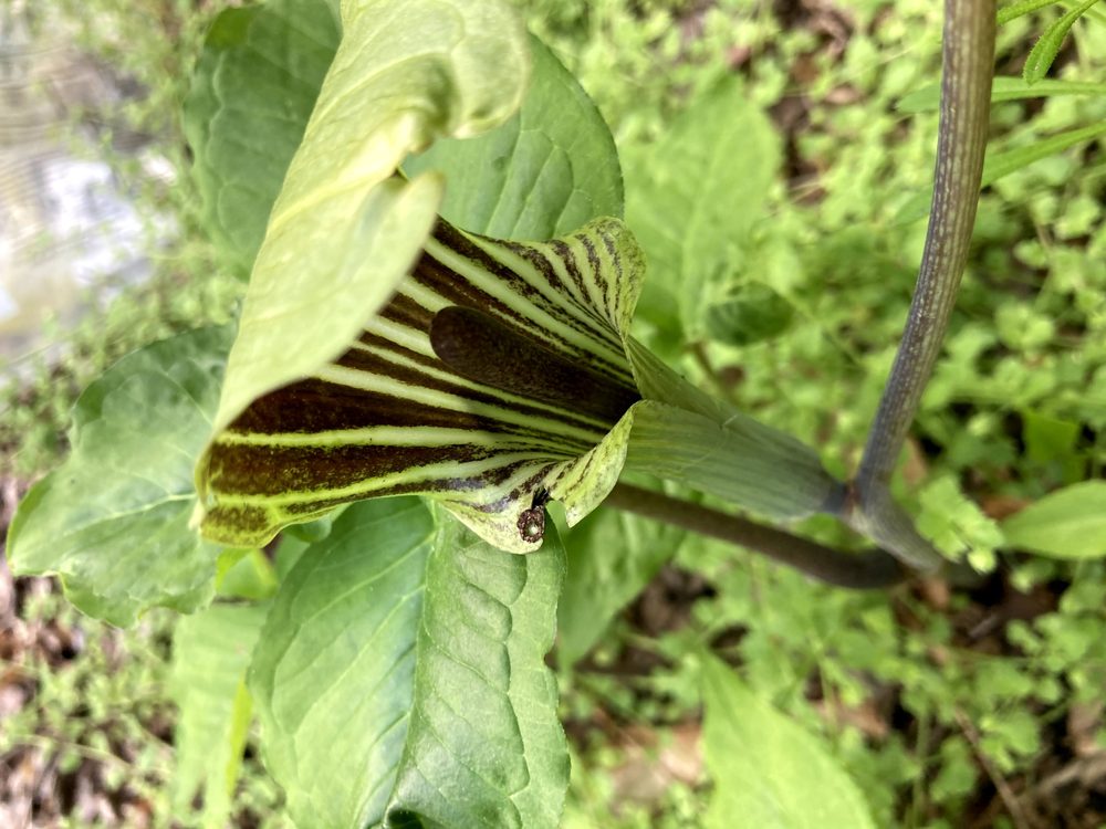 Jack-in-the-pulpit — a native woodland plant