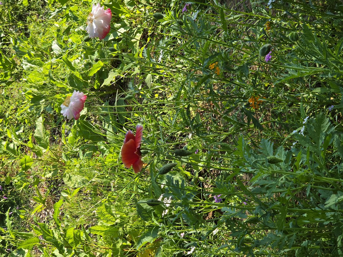 Poppies blooming among the herb beds