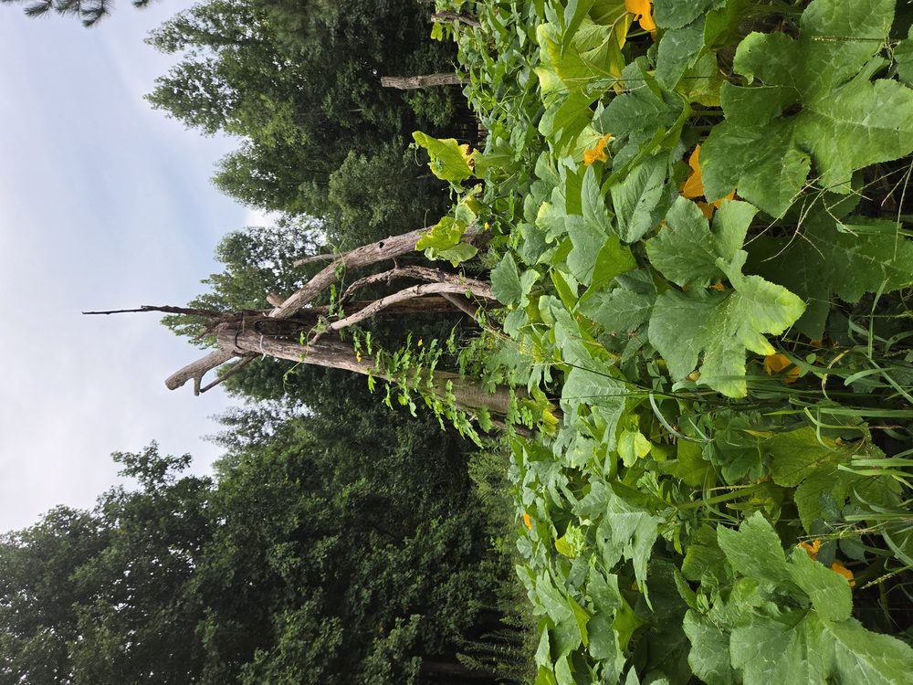 Squash vines climbing a rustic branch trellis