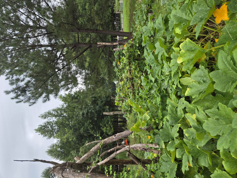 Squash patch with rustic trellis and forest beyond