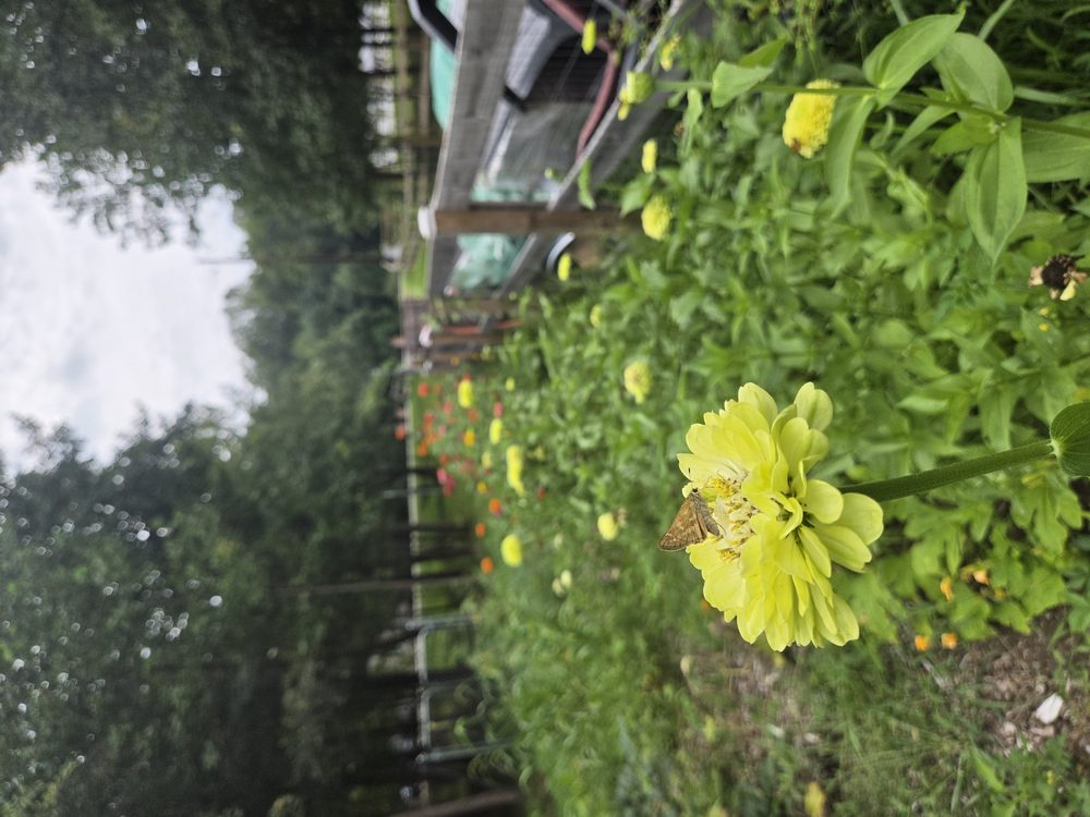 Zinnias and pollinator garden along the farm fence