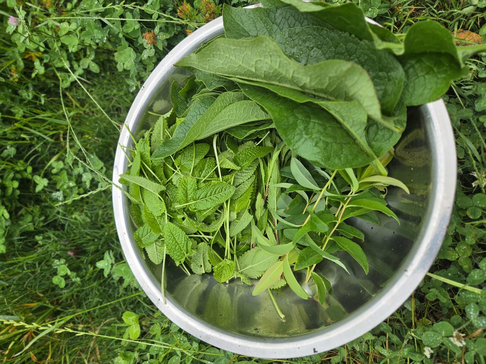 Fresh-harvested herbs ready for medicine making