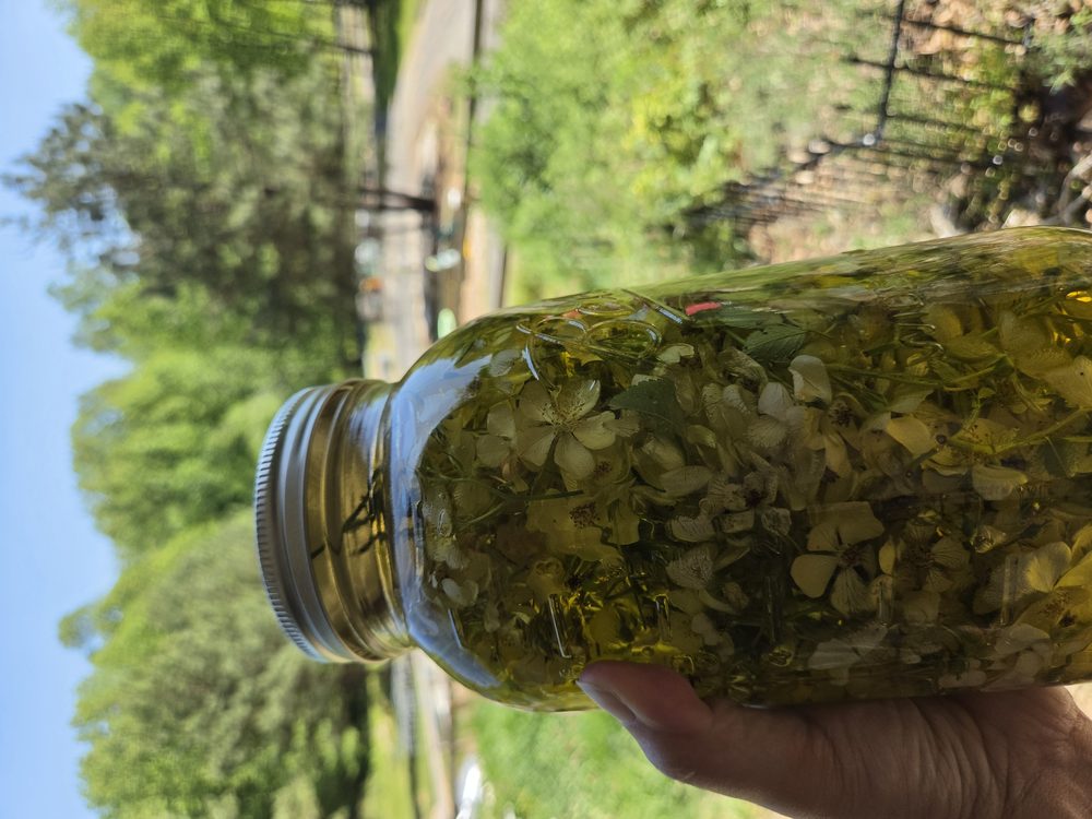Herb-infused oil steeping in a mason jar