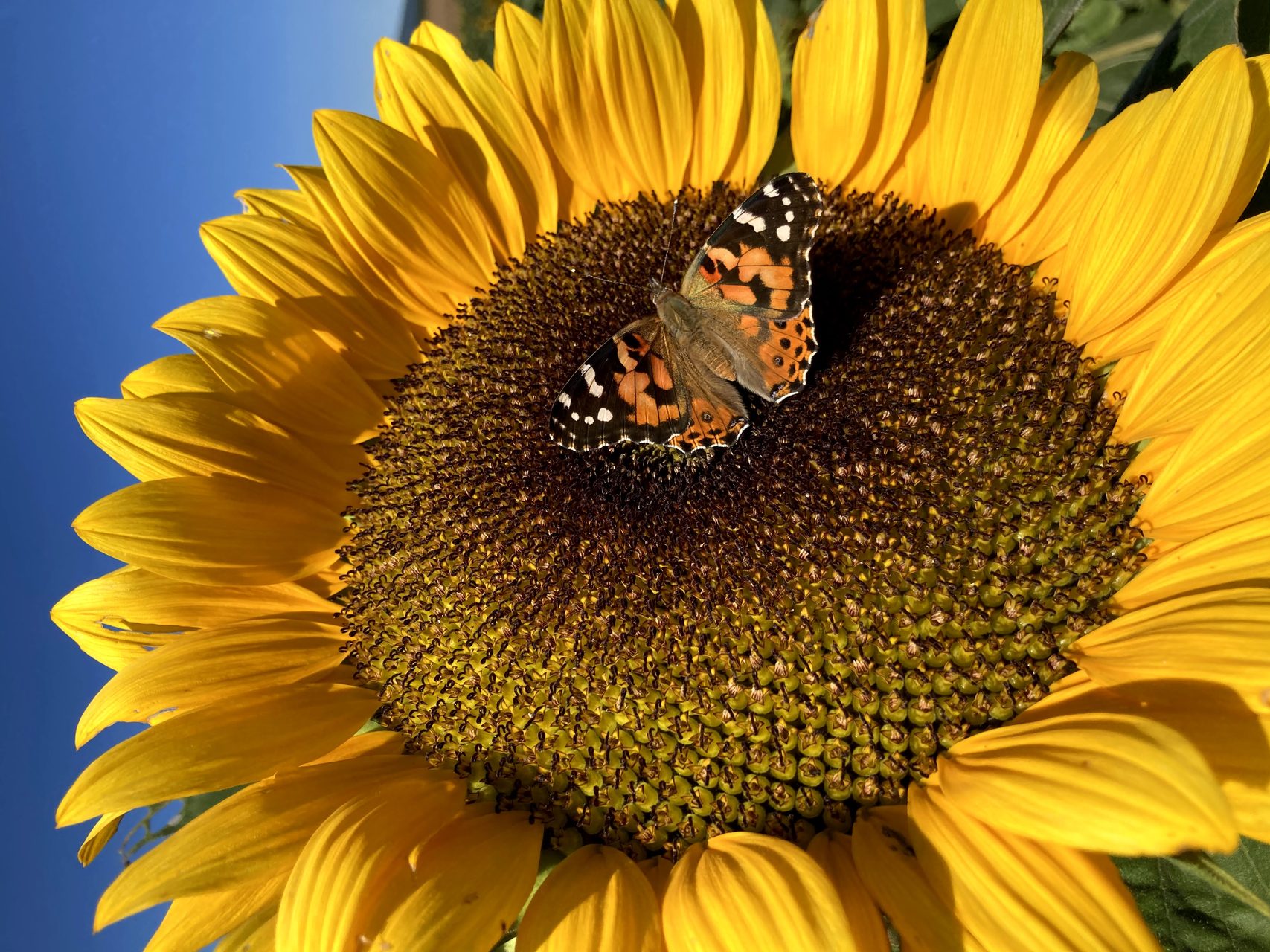 Sunflower with painted lady butterfly